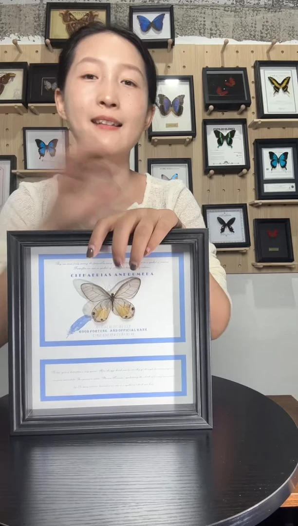 黄金绡眼蝶蝴蝶标本装饰画8寸框