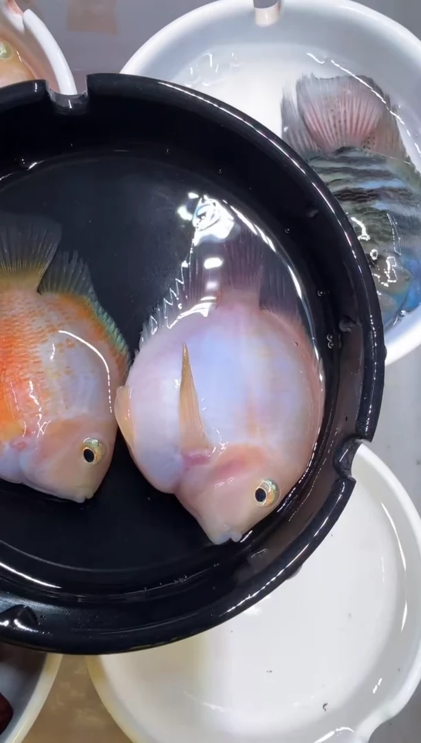 鹦鹉鱼胭脂粉1对