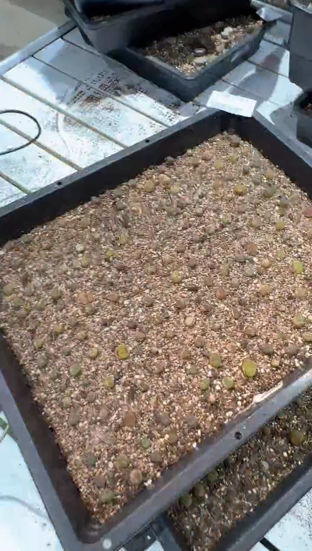 28-191多肉植物脱土发