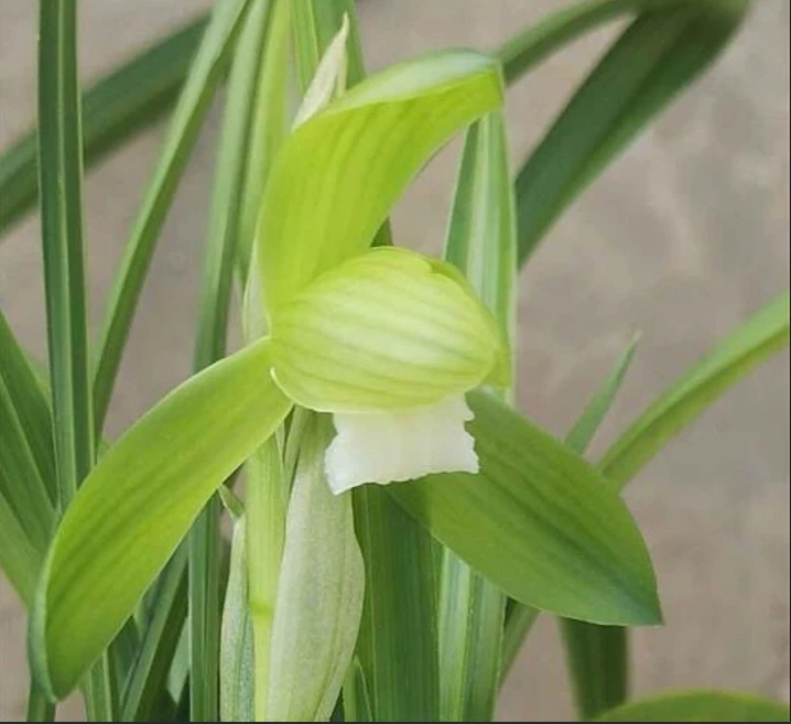 春兰张荷素 浓香型 花期11-3月好养易活室内外盆栽