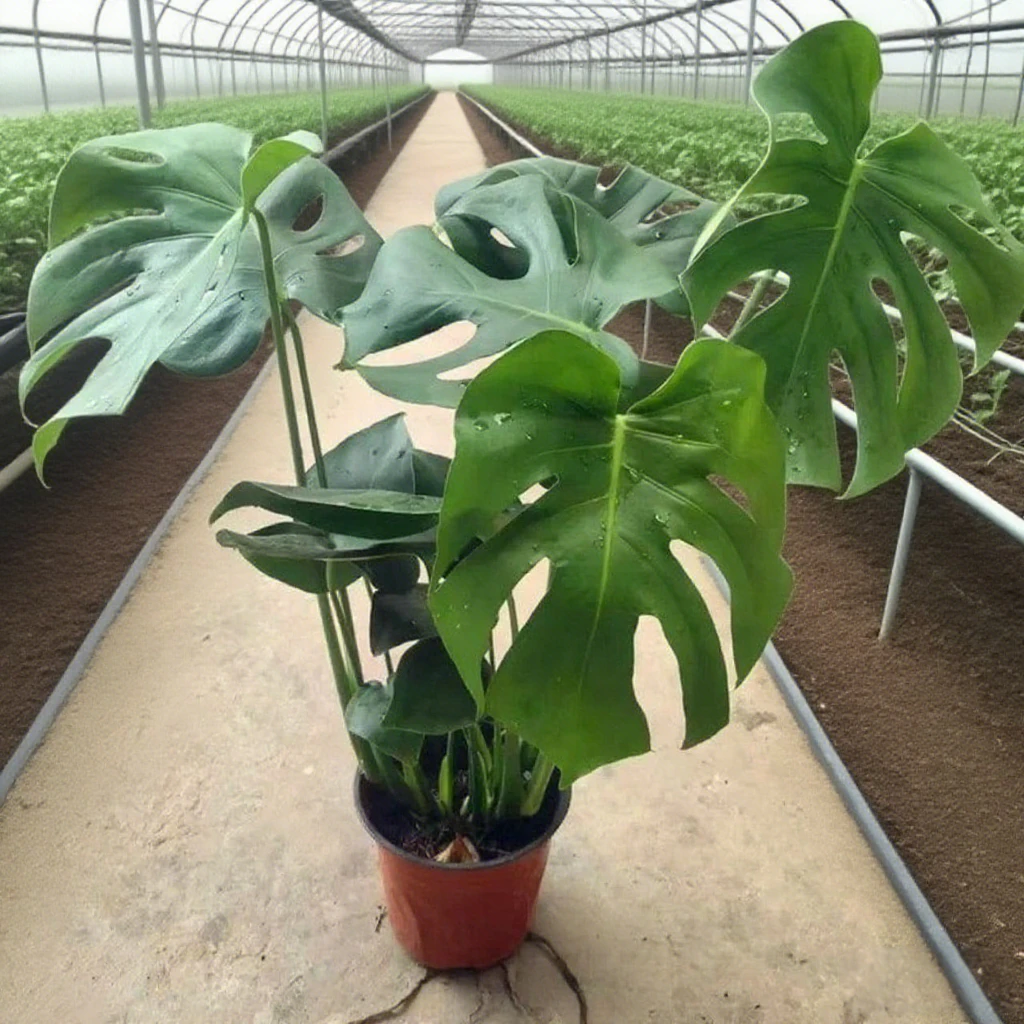 龟背竹盆栽大叶绿植室内客厅落地水培原盆原土植物开背净化空气