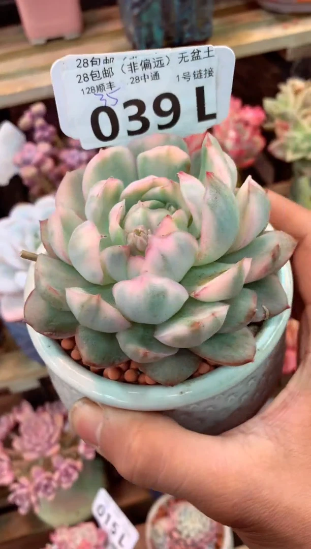 039L（一物一拍，精品多肉，所见即所得 ）