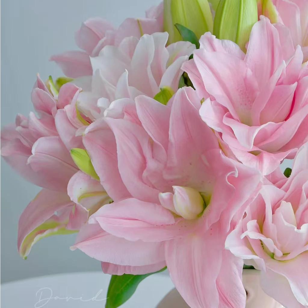 贵妃重瓣香水百合：零度及以下气温请拍保温棉，不拍冻坏不售后.