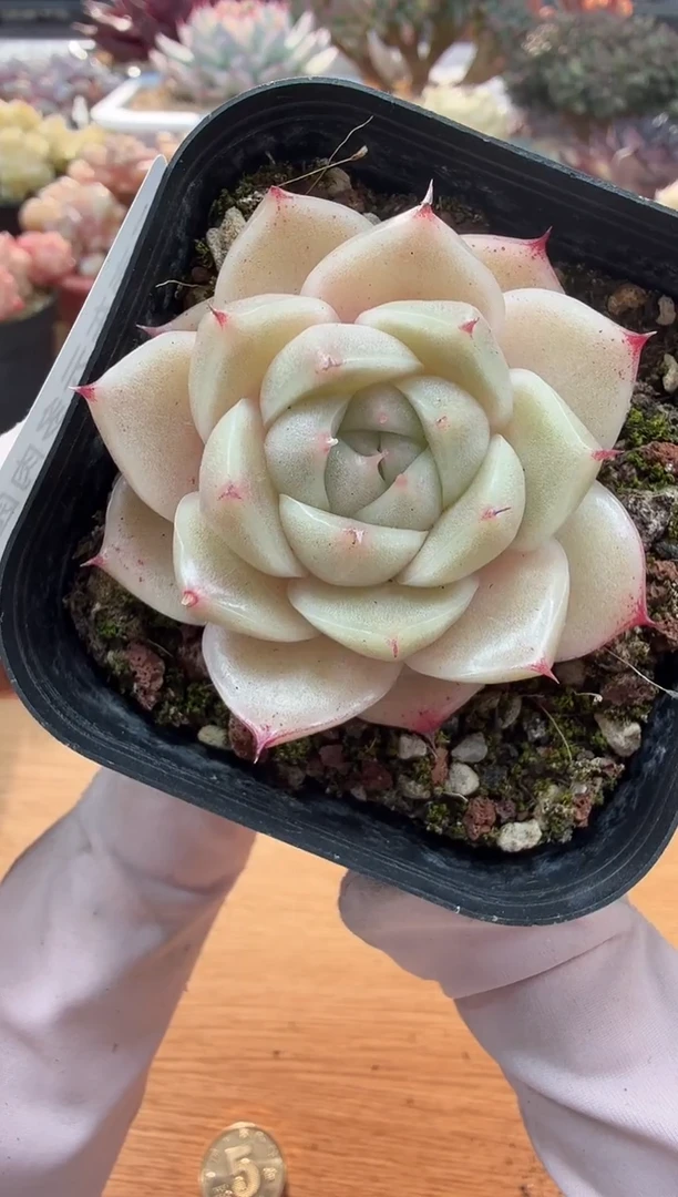 东云多肉园二店-19