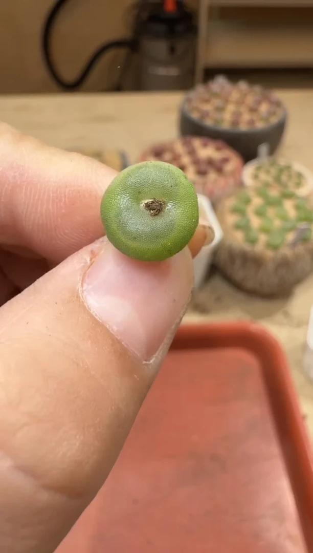 18-441多肉植物肉锥