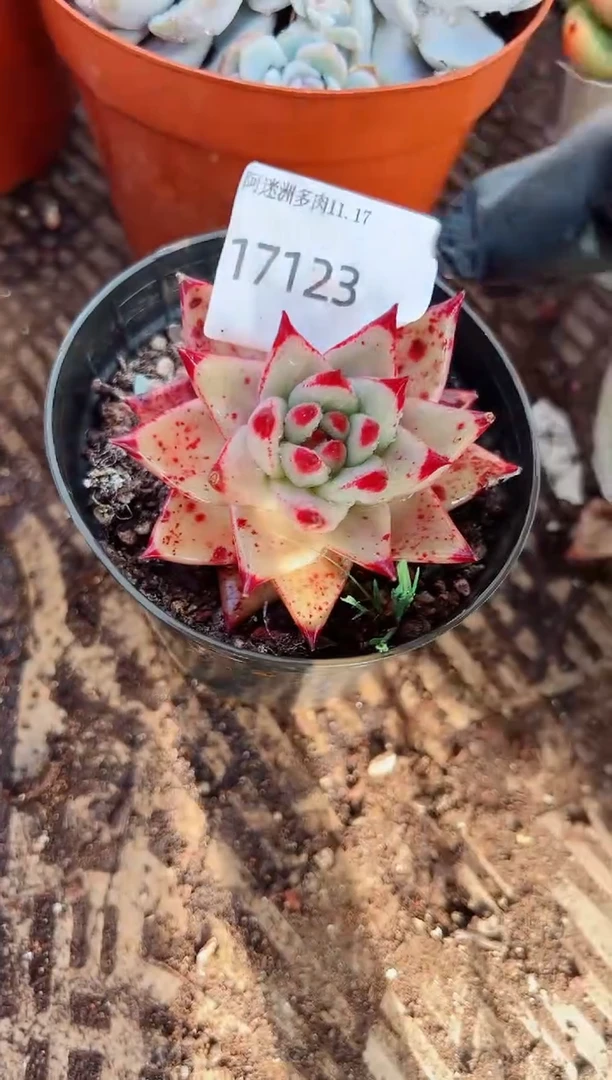 ?****?多肉植物一物一拍17123