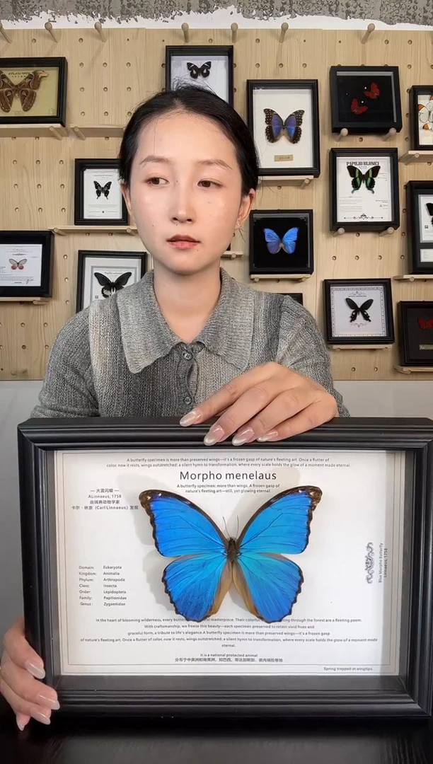 横版大蓝闪蝶蝴蝶装饰画A4框