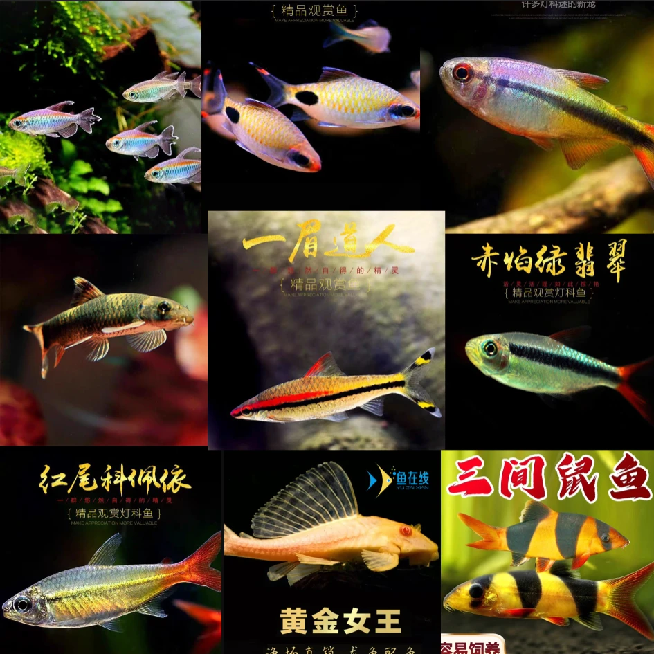 观赏鱼合集运费10元任选给力价格