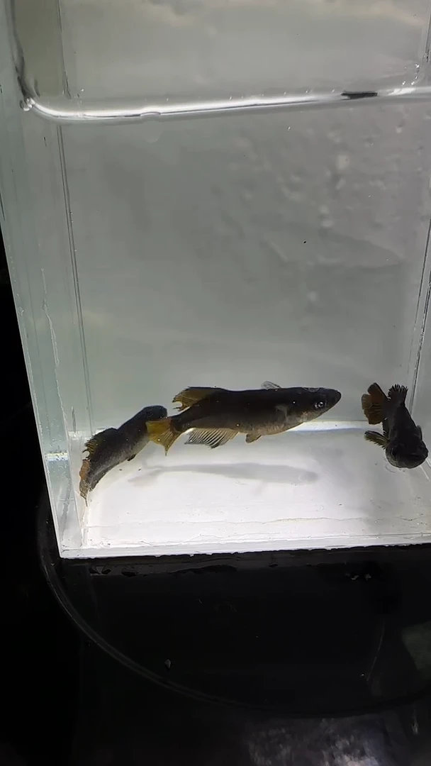 青鳉鱼观背青鳉观背青鳉411