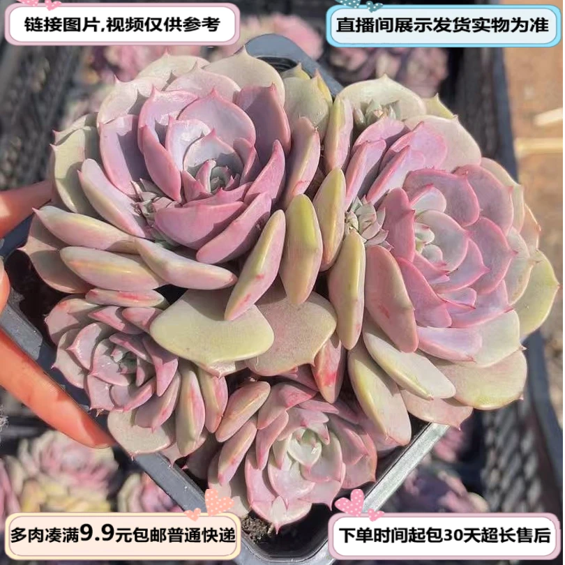 粉蝶带盆9cm（多肉植物）满19.9包邮 云南基地源头直发新手好养