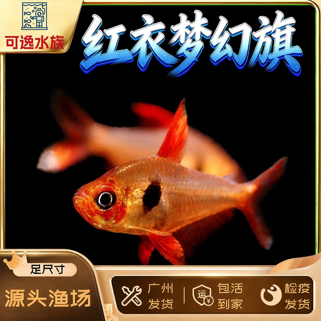 红衣梦幻旗玫瑰扯旗灯鱼热带观赏活体鱼小型草缸群游鱼黑尾大勾鱼