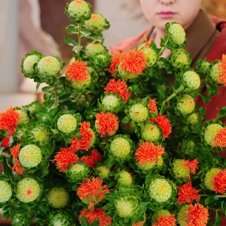 橙菠萝菠萝菊鲜花家庭插花拍摄装饰可以做干花云南昆明基地直发