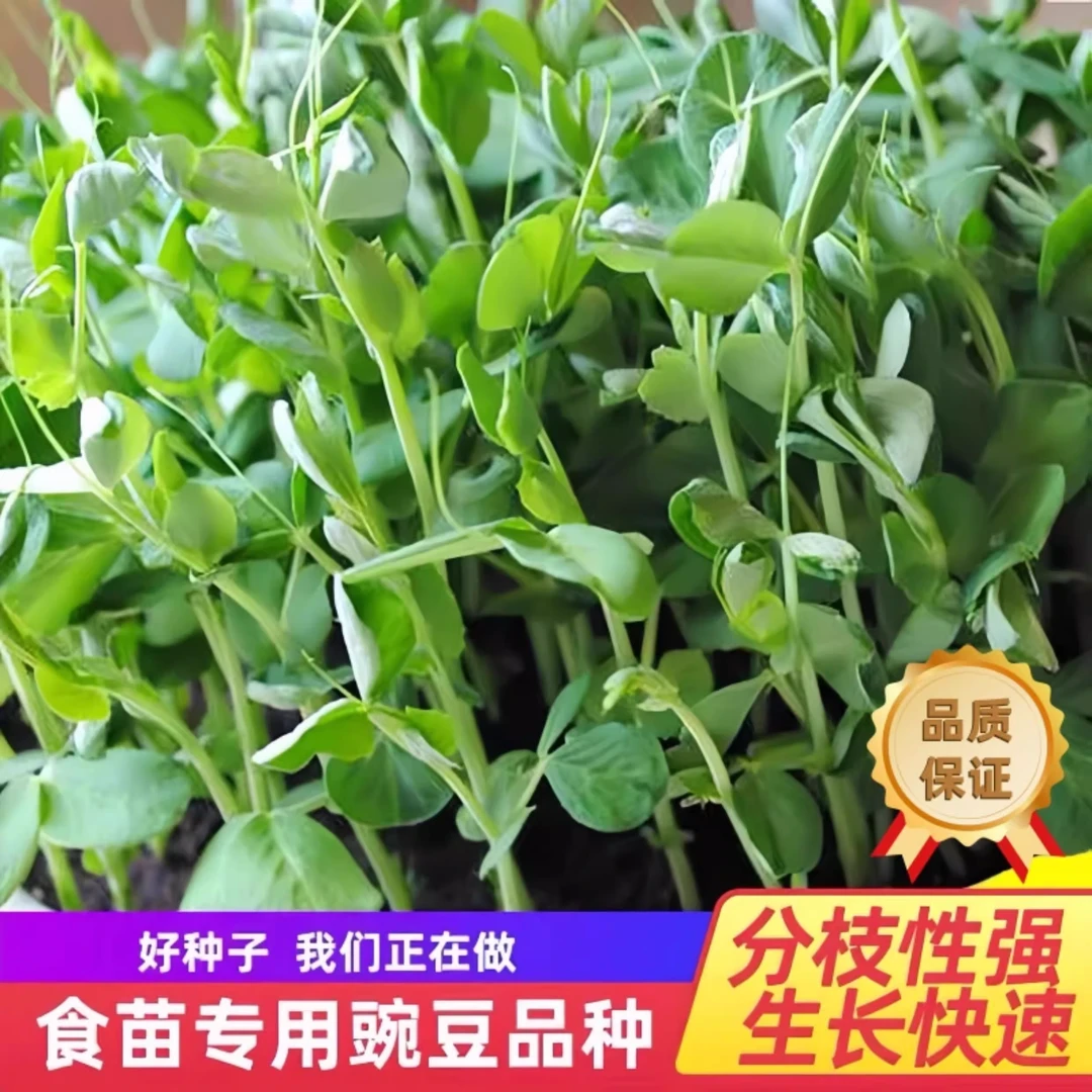 四季豌豆苗种子无须豌豆尖种籽豌豆种南方豆苗青菜芽苗菜农家蔬菜
