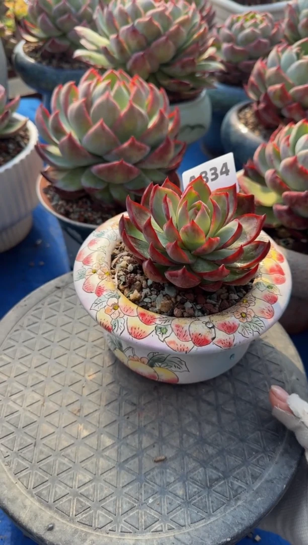 【闪购商品】A834惊鸿仙子（裸根发货）
