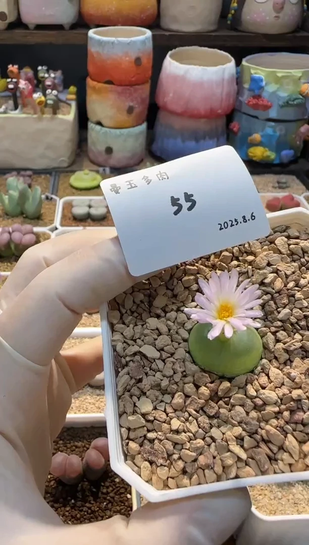 大****子25.8.6-55多肉