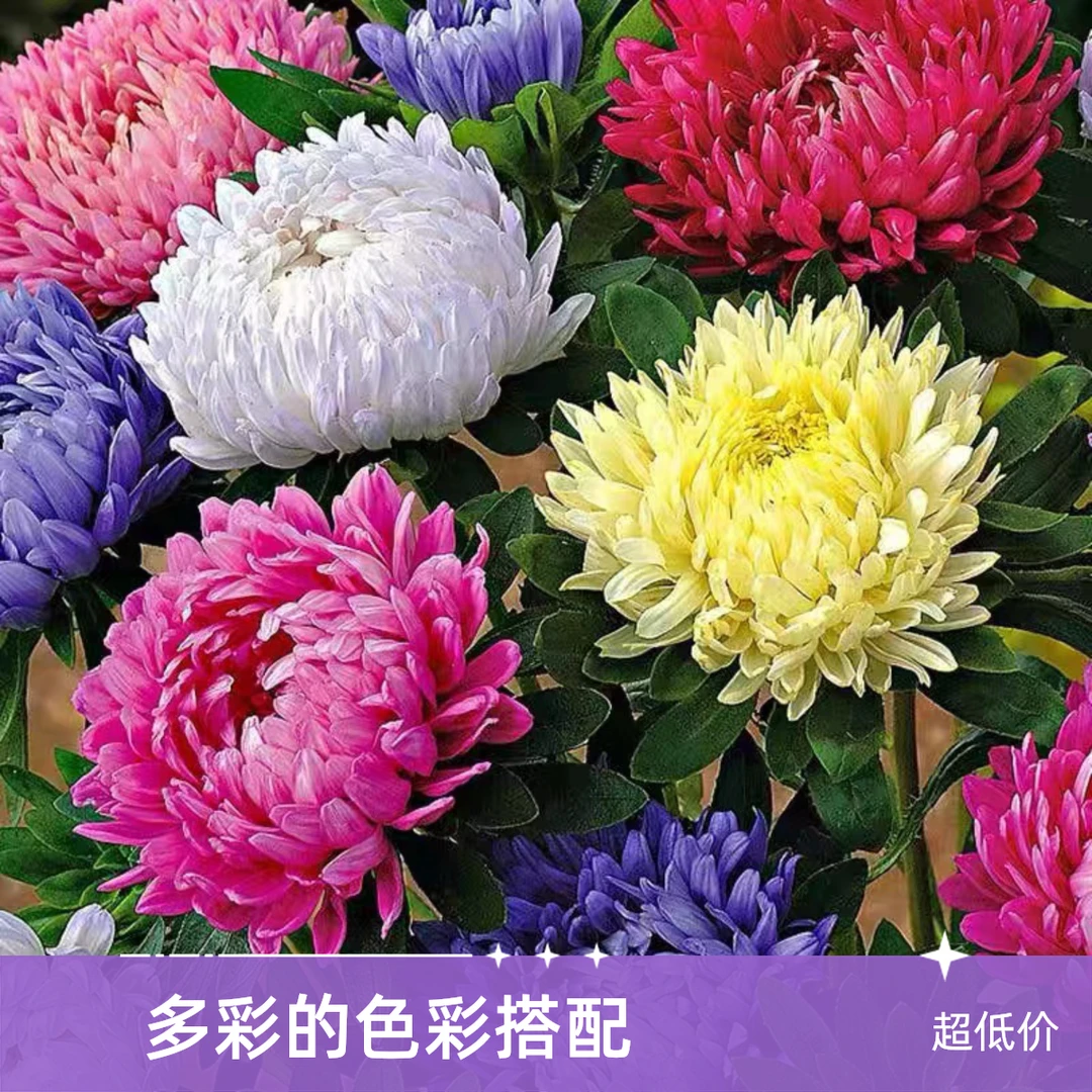 翠菊花盆栽九月菊千头菊四季开花小院花园适合室内外种植花卉绿植