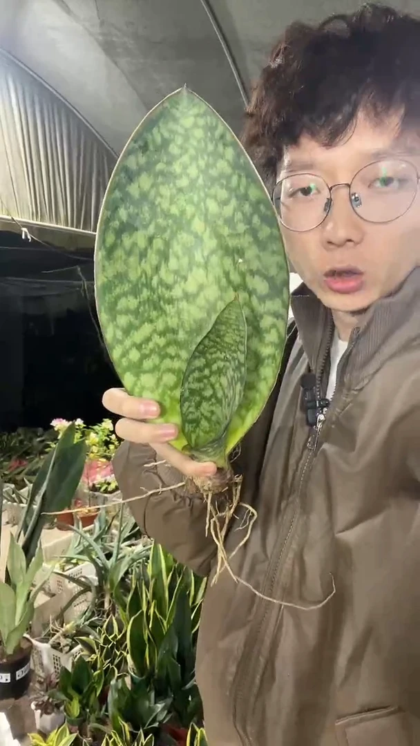 17号翡翠宝镜圆叶20