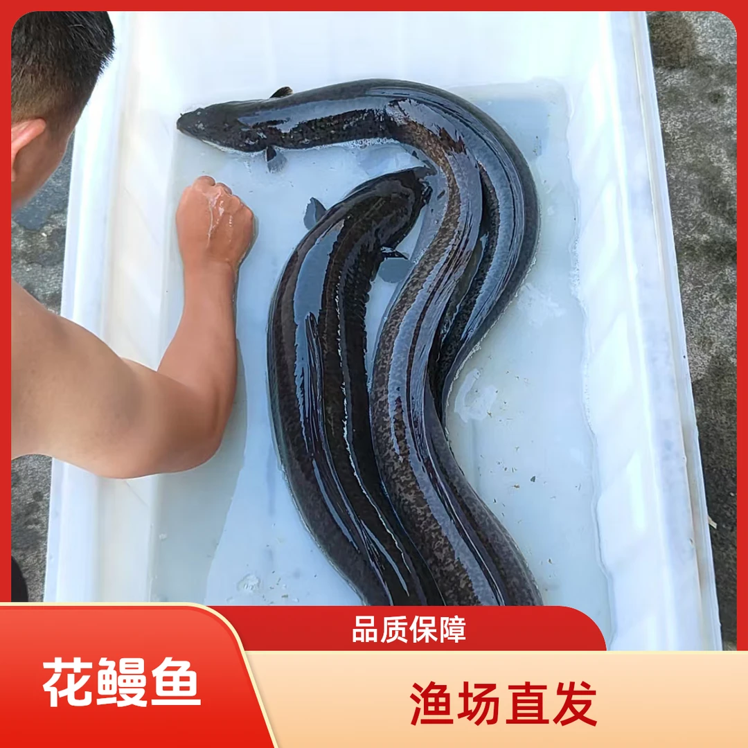 花鳗鱼 金丝鳗鱼 花锦鳗 鱼塘养殖鱼缸观赏淡水鱼