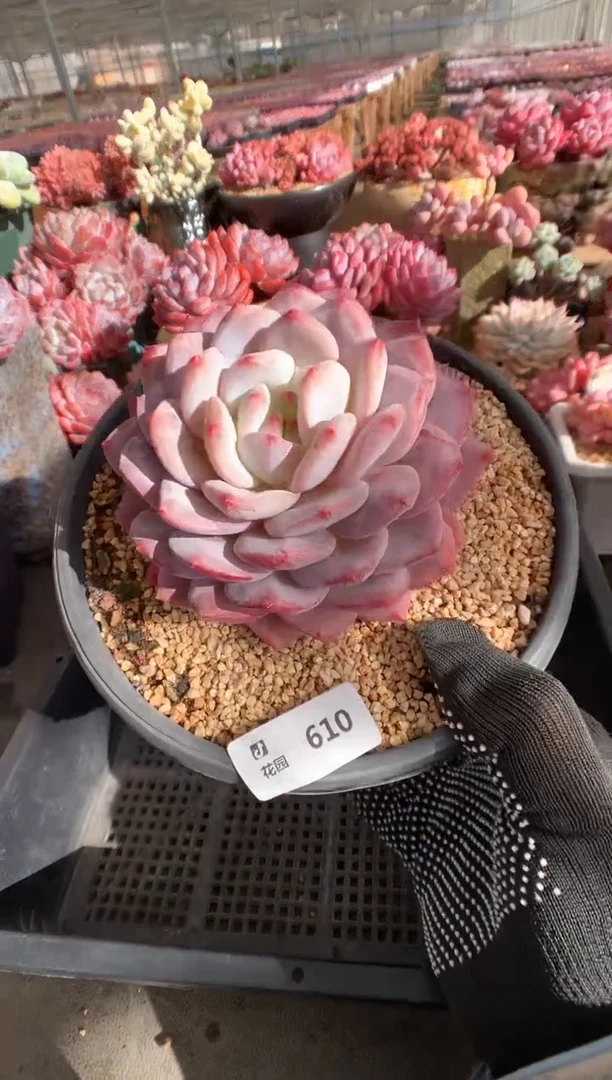 610蒙克一物一拍
