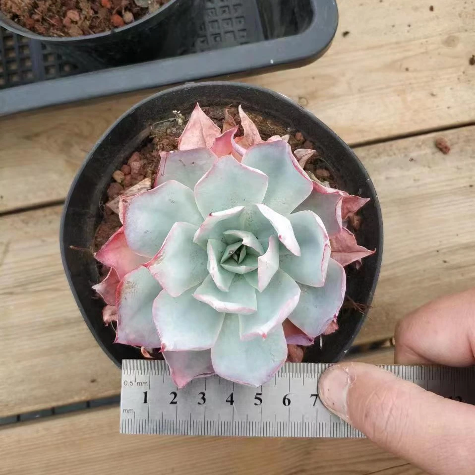 蓝光（小单头）多肉植物