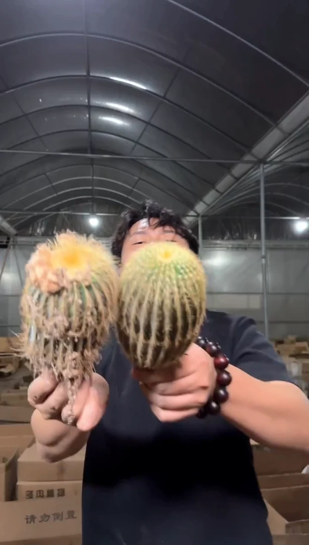 3颗 单头 金冠【带根】