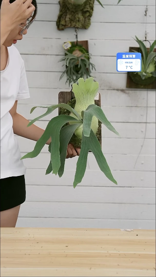 完全开放A517 银华