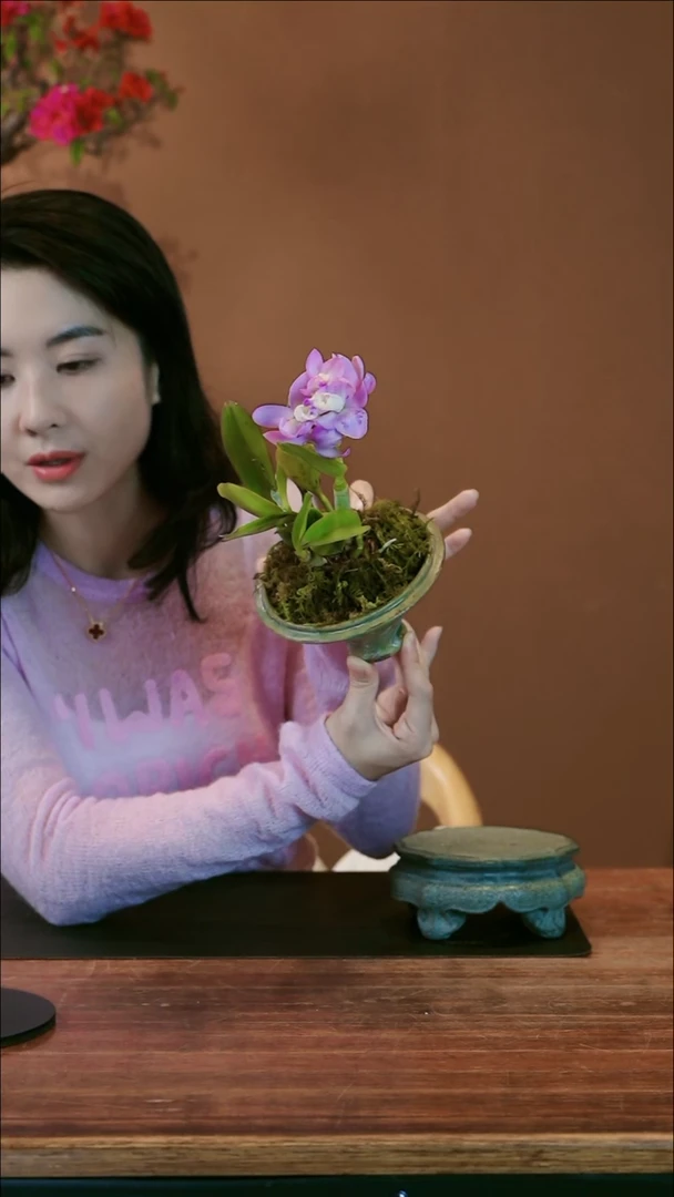 【闪购商品】盆景美神