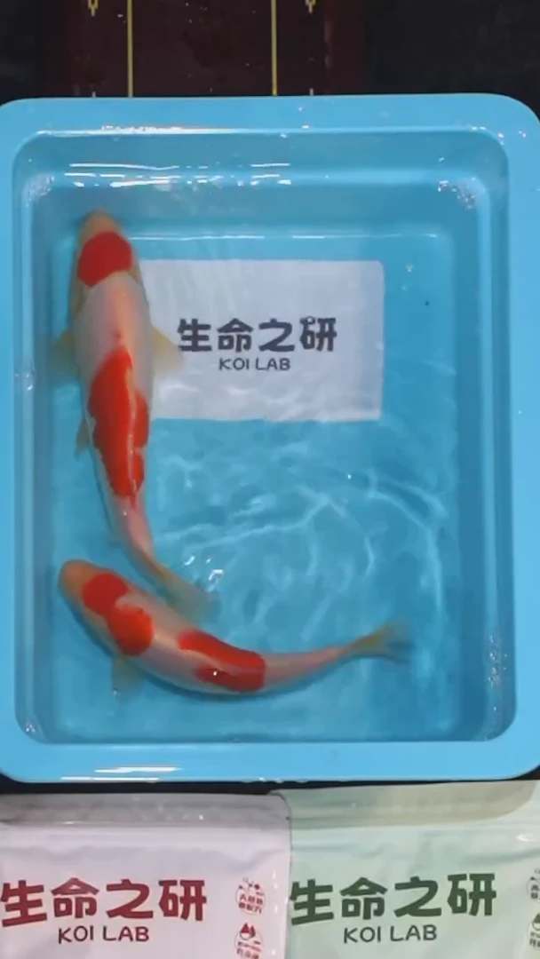 锦鲤血统大正三色锦鲤红白锦鲤丹顶锦鲤丹顶三色锦鲤