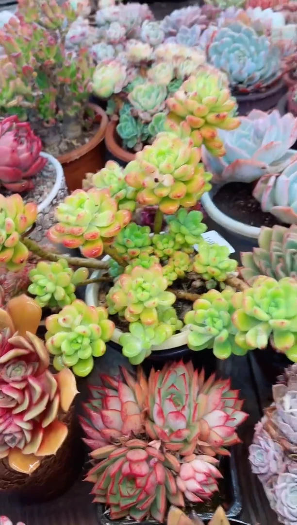 【闪购商品】15084