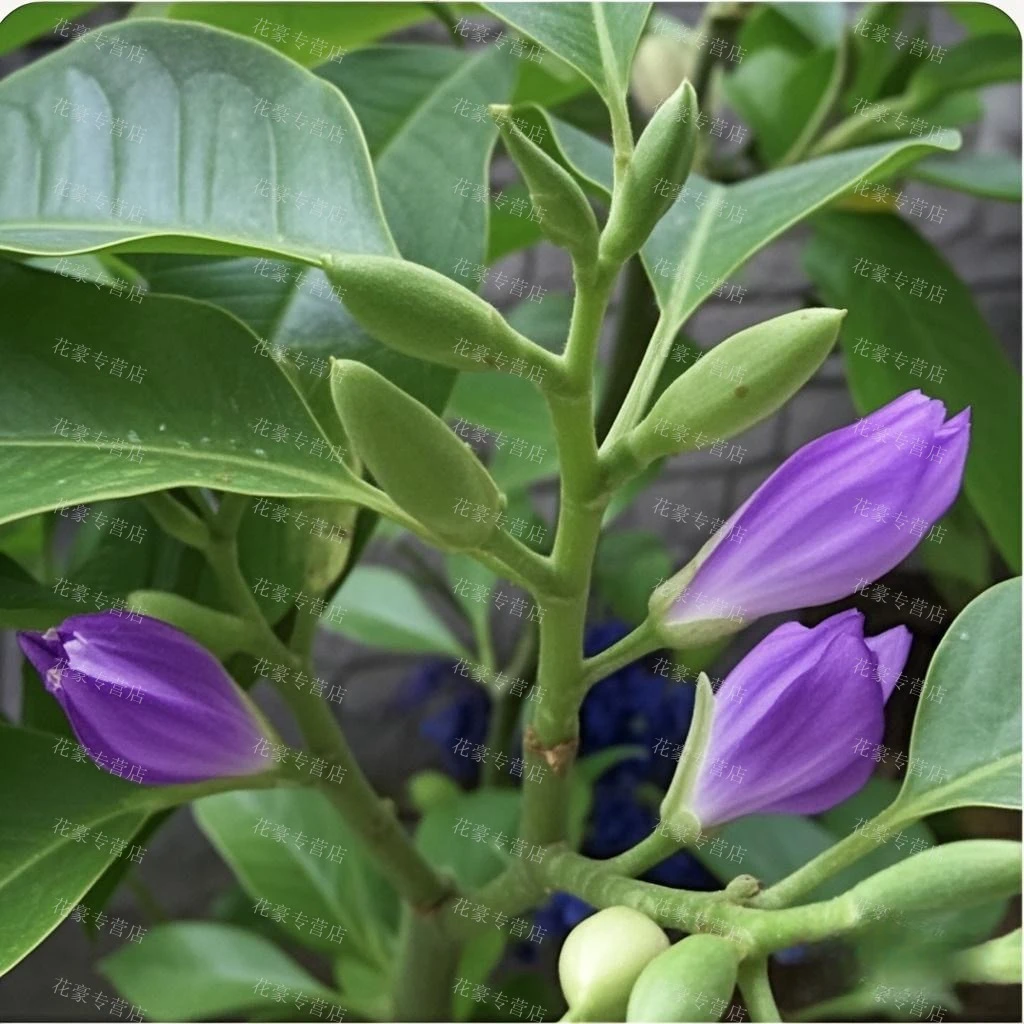 新品种紫色玉兰黄角兰四季开花庭院阳台植物室内精品白兰花盆栽苗