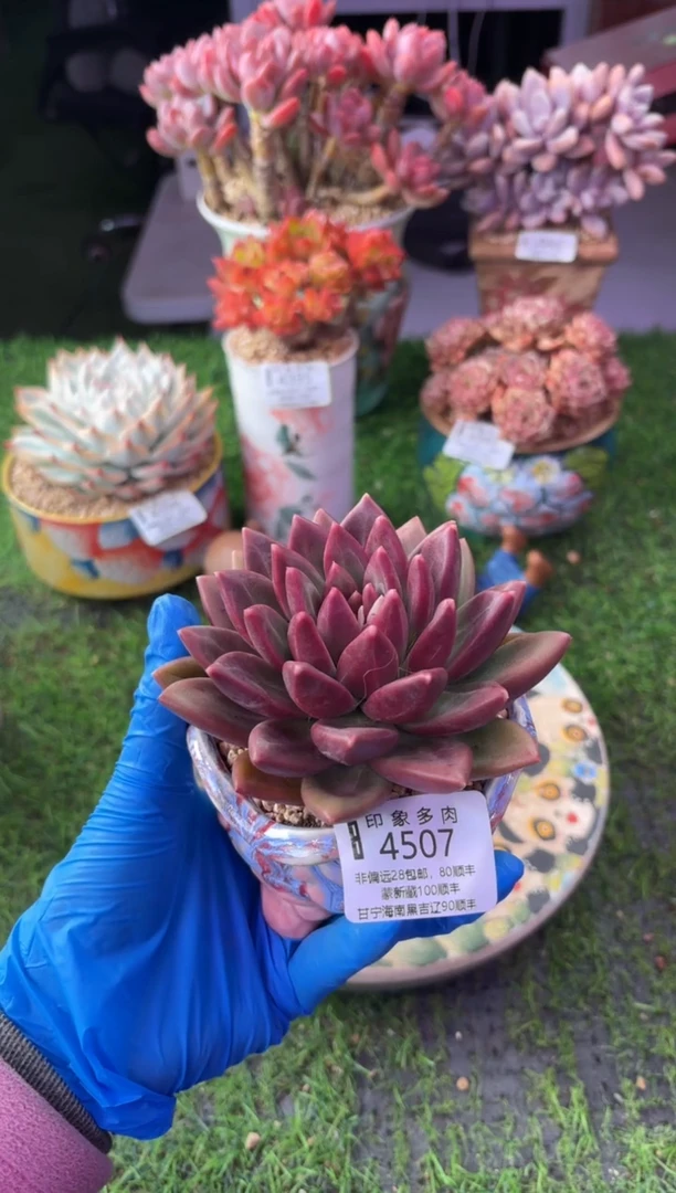 昆明印象多肉4507