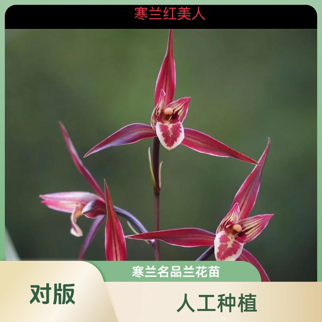 【桃红唇】寒兰名品 兰花老种2苗 花开浓香 好养易活 对版 人工种植