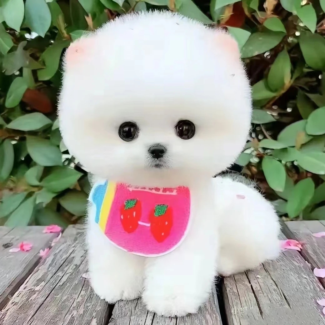 小雪家可爱呆萌博美犬
