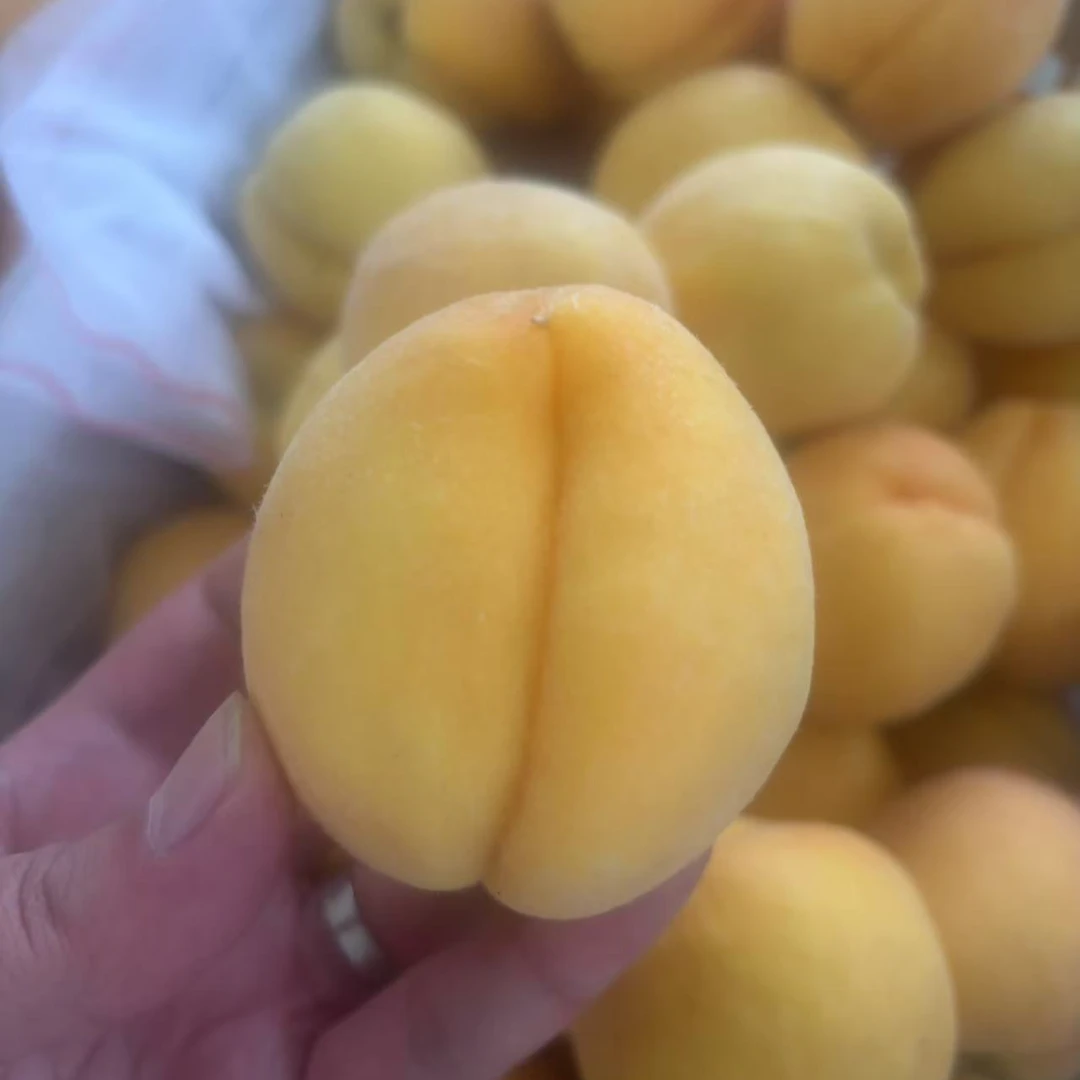 【魏七七专属】正宗蒙阴黄毛桃应季水果当季现摘桃子黄金蜜桃黄毛桃