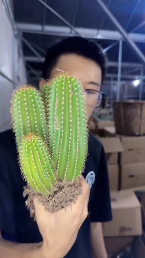 多头 大凤龙【带根】