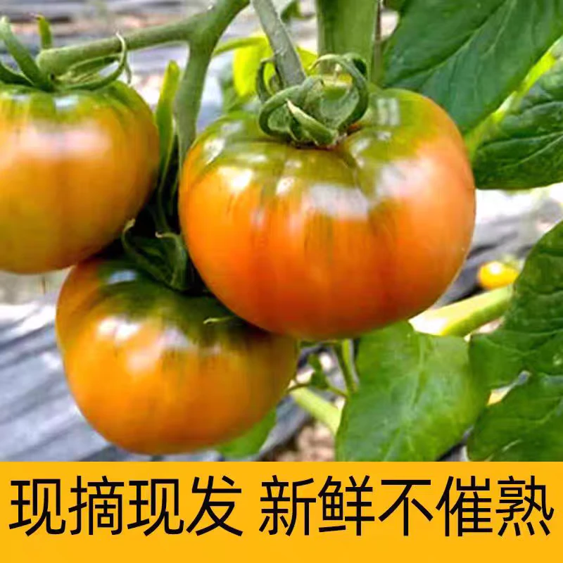 正宗铁皮柿子现摘现发新鲜番茄农家自种草莓西红柿当季新品自然熟