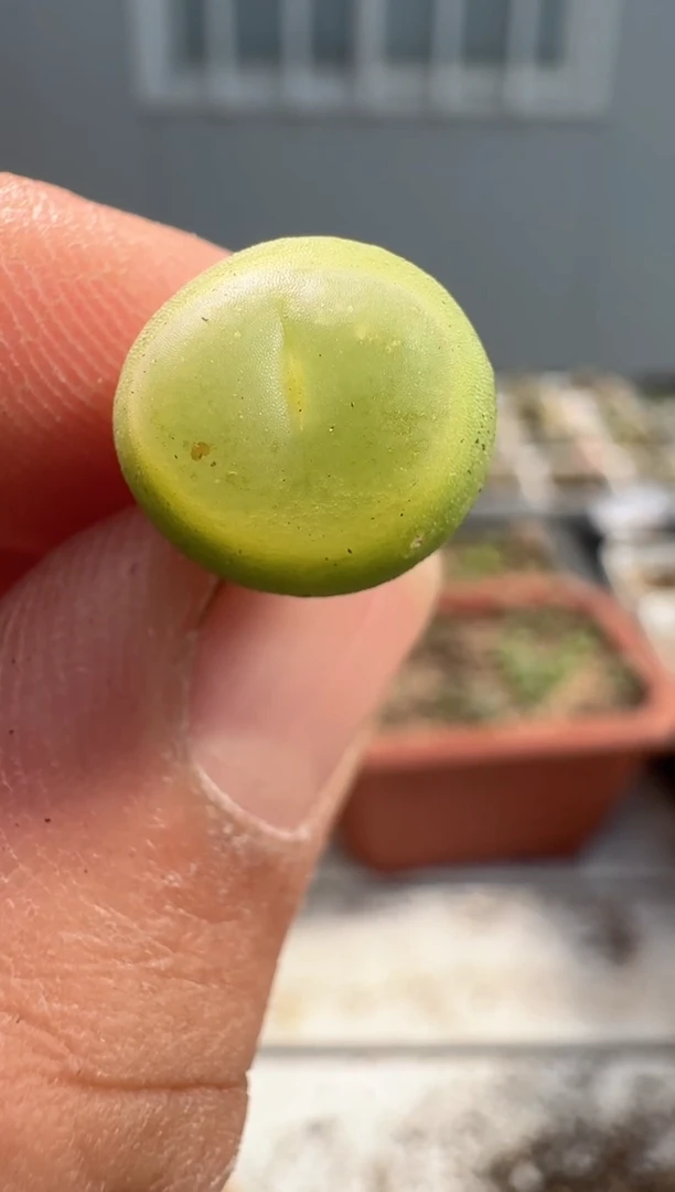 多肉植物肉锥23-114