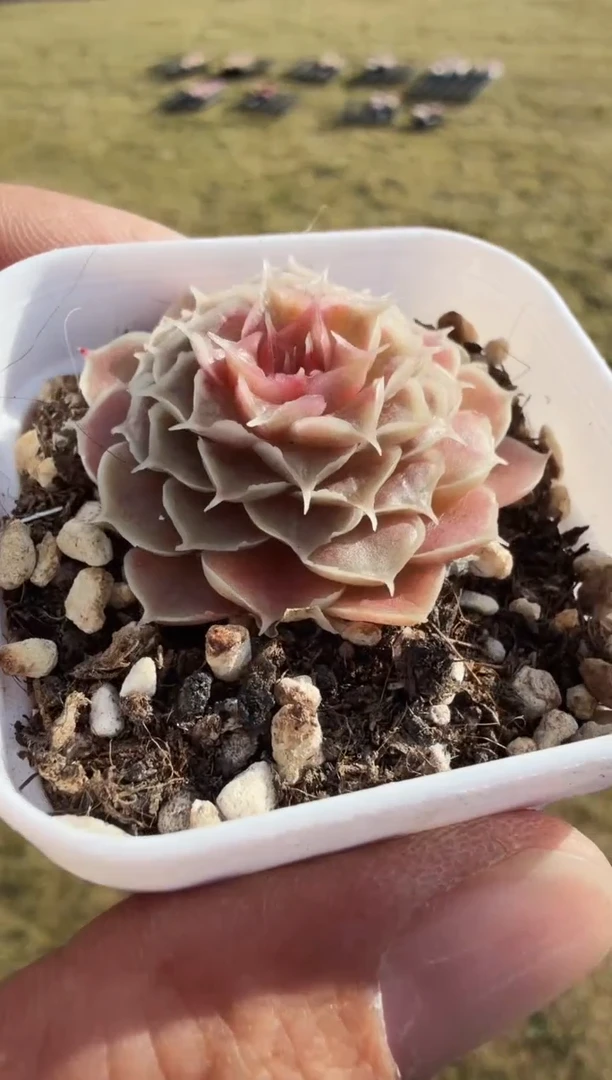 东云多肉园新款-217