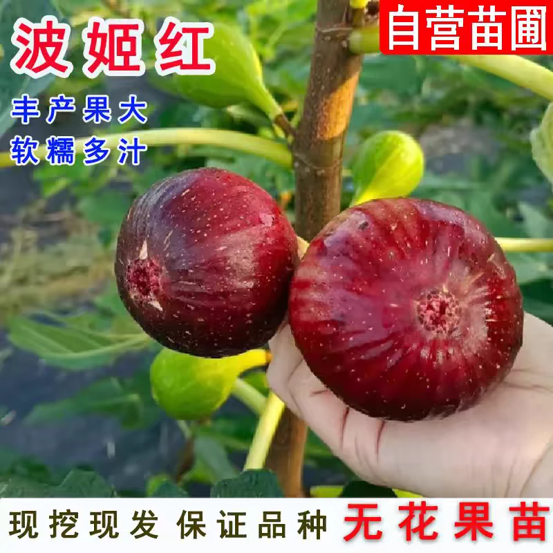 无花果苗黑红色 大苗 新疆包邮