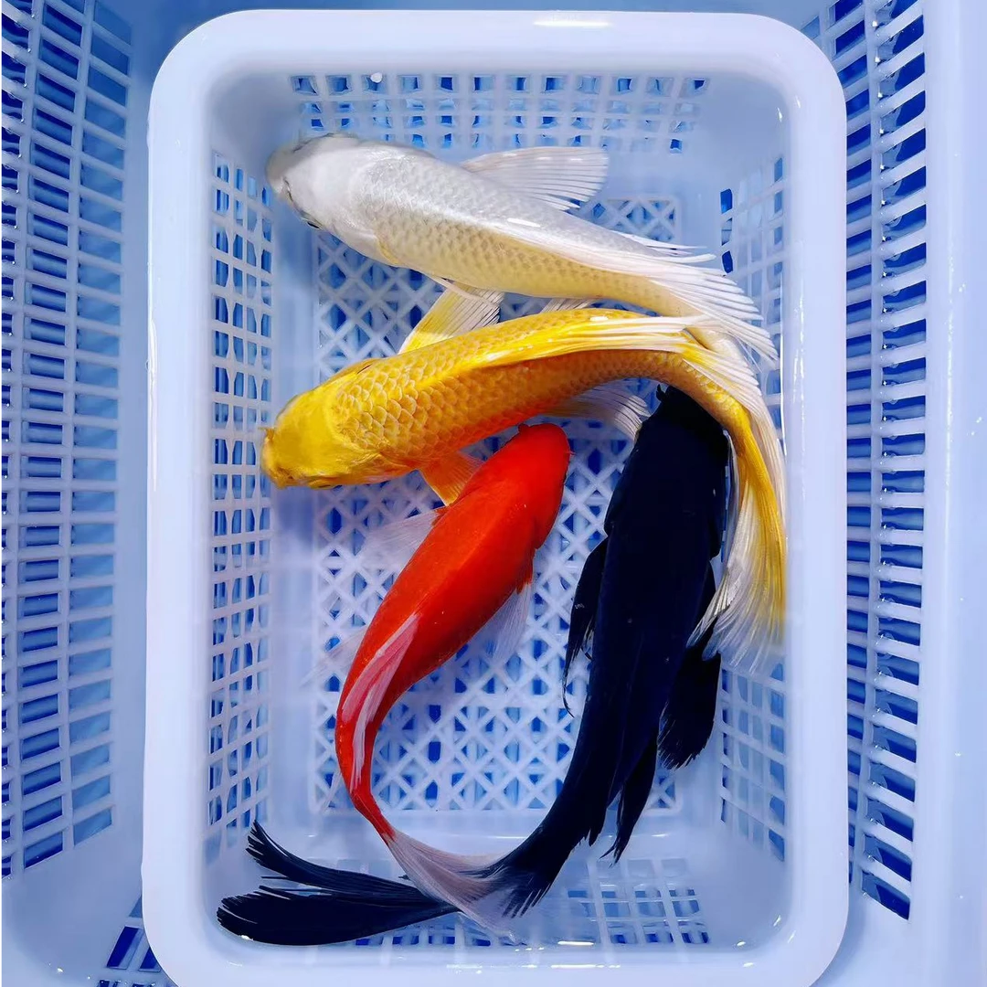 【1黄1白1红1黑】13-15公分冷水观赏锦鲤草金混搭