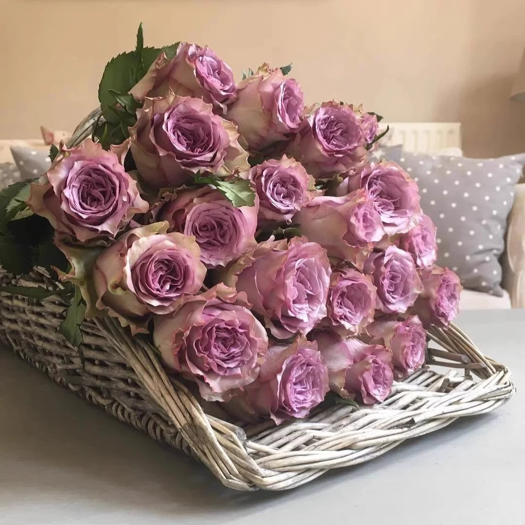 多姿桃多洛塔紫大花丰花灌木月季 玫瑰苗扦插苗