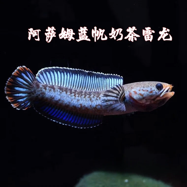 热带鱼阿萨姆奶茶雷龙鱼小型凶猛淡水鱼苗观赏鱼蓝帆奶茶雷龙牙鱼