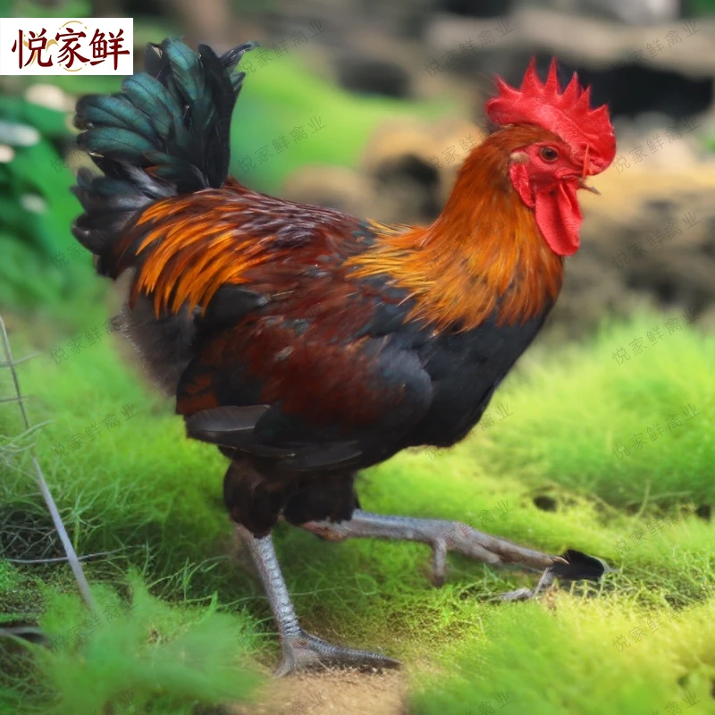 宠物鸡包邮-两只装