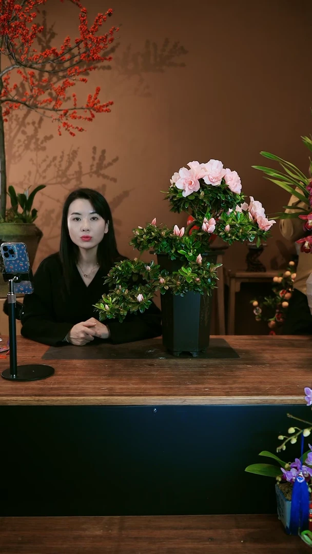 【闪购商品】盆景祥云杜鹃