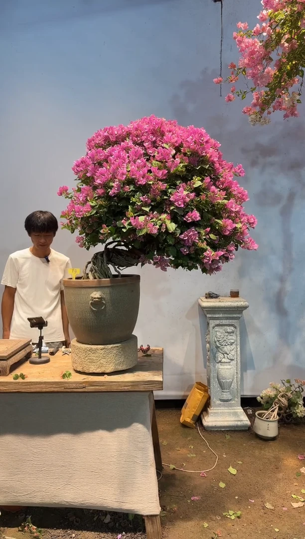 全部花朵瑜**世三角梅13