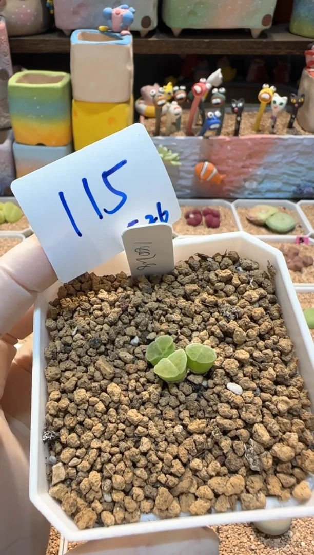 25.5.26-115卓念念