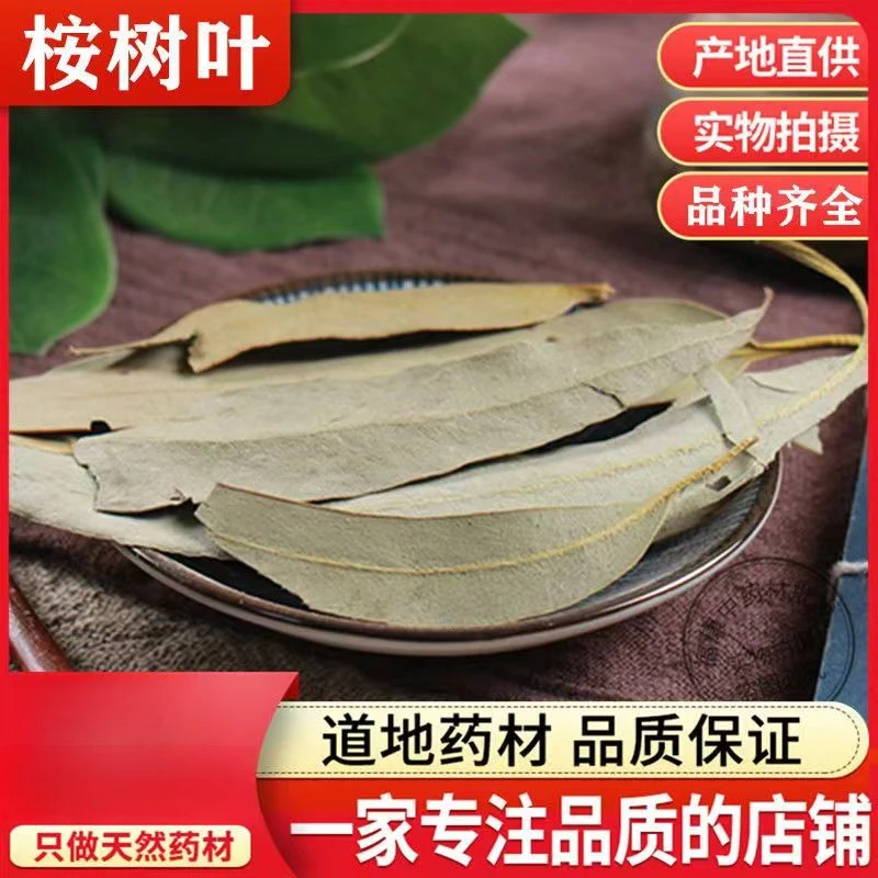 按树叶精选正品小桉树大叶按树叶子干尤加利树叶桉叶 安叶