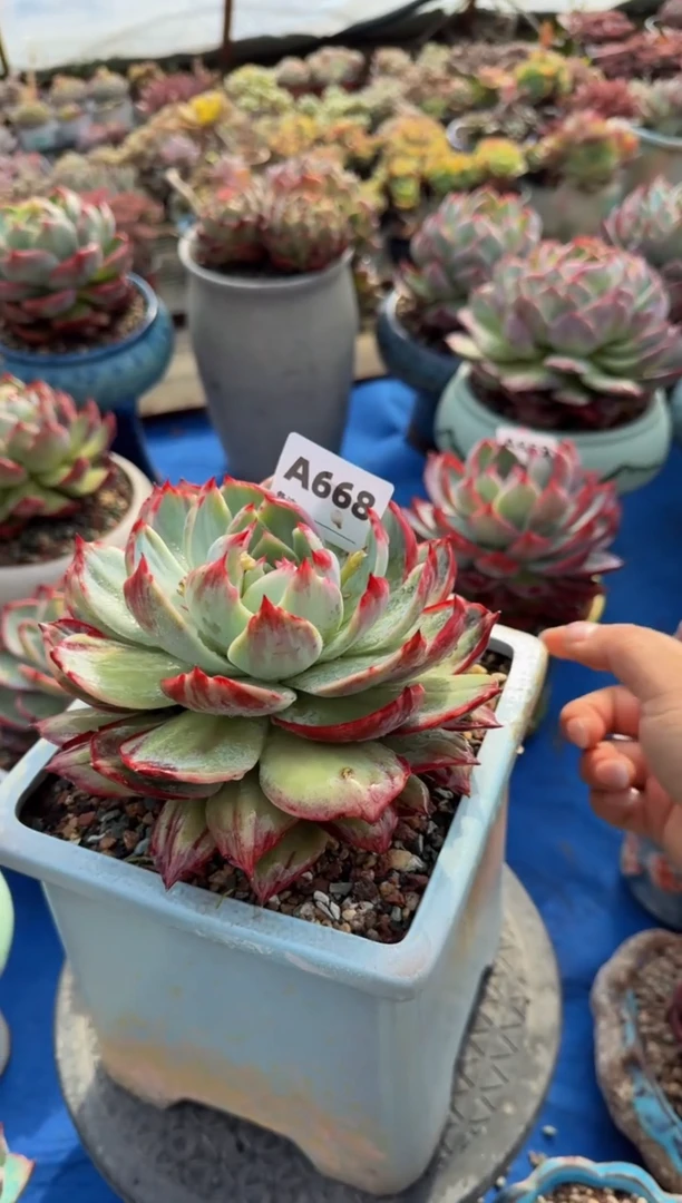 【闪购商品】A668惊鸿仙子（裸根发货）