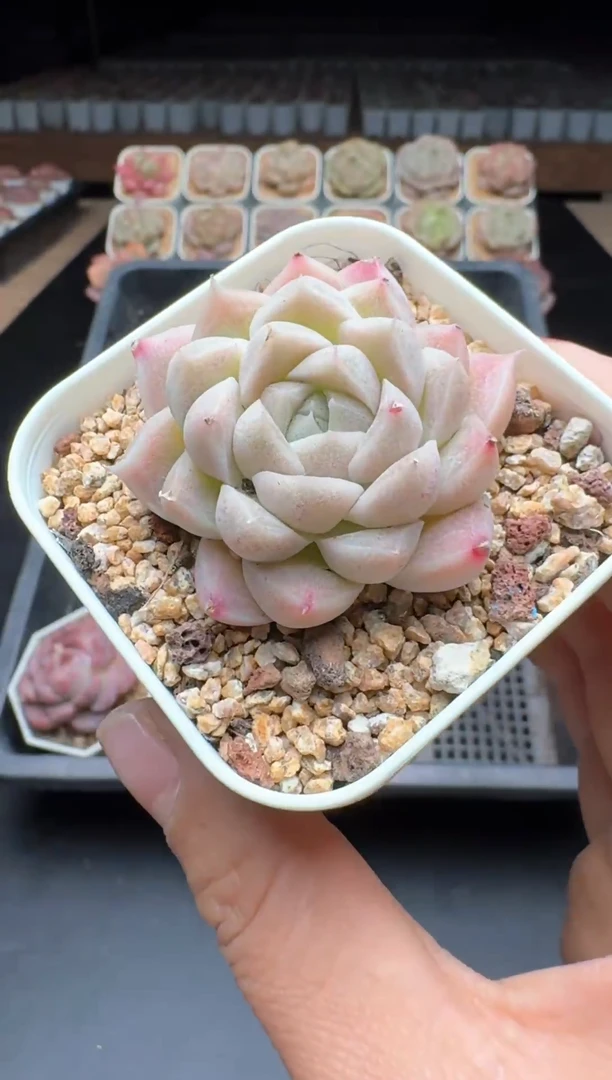 【闪购商品】957号一物一拍珍妮多肉花卉植物3颗起发