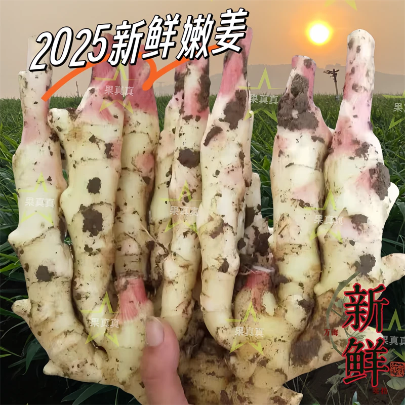 当季脆嫩现挖新鲜四川嫩仔姜蔬菜嫩山东生姜糖醋泡嫩姜芽广西子姜